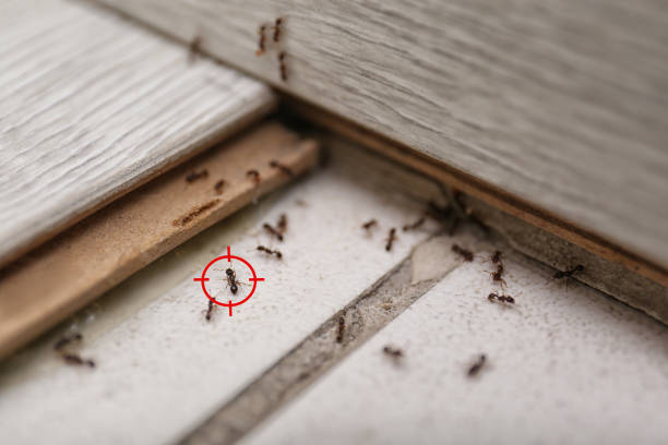 Best Flea Control Services  in San Marino, CA