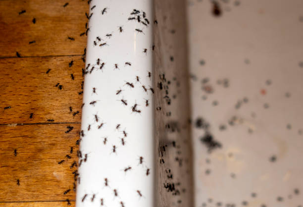 Best Wildlife Control Services  in San Marino, CA